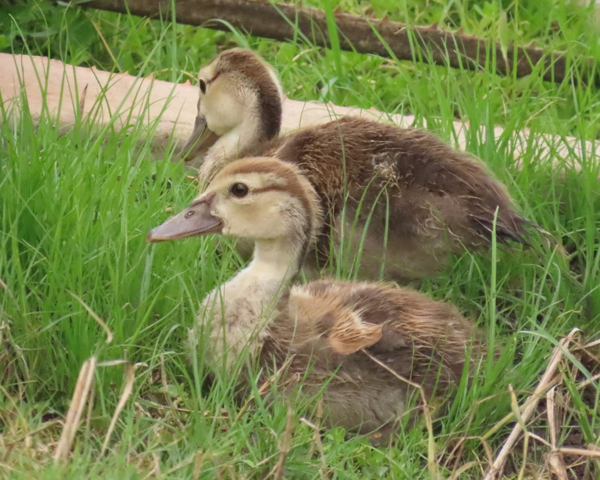 Muscovy Duck (Domestic type) - ML622112587