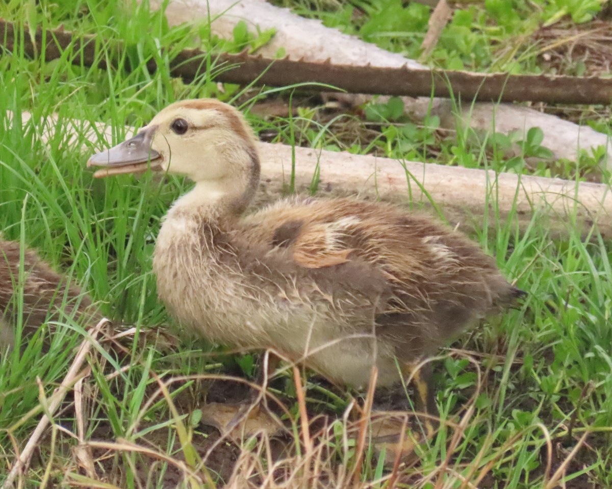 Muscovy Duck (Domestic type) - ML622112588