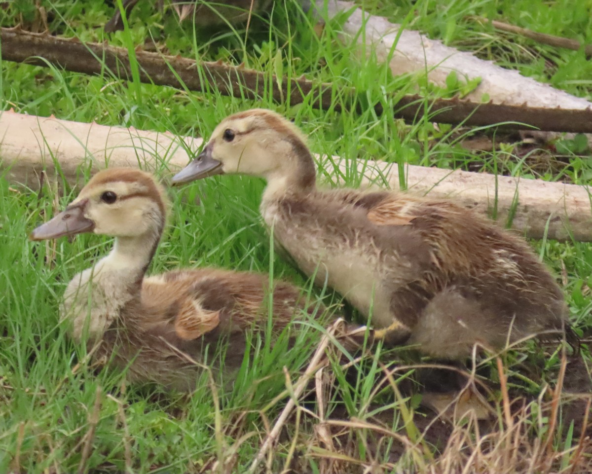 Muscovy Duck (Domestic type) - ML622112589