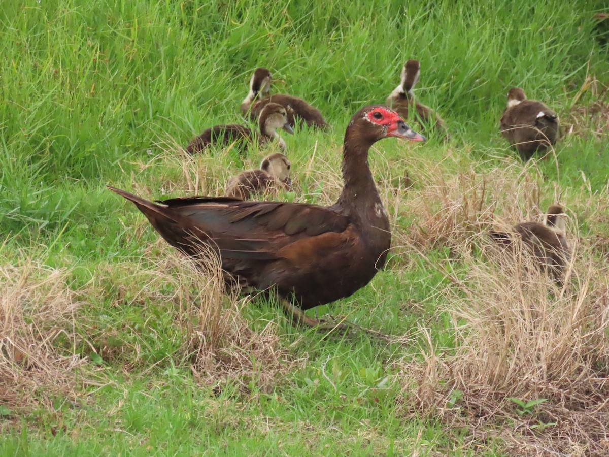 Muscovy Duck (Domestic type) - Laurie Witkin