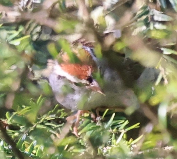 Chipping Sparrow - ML622112631