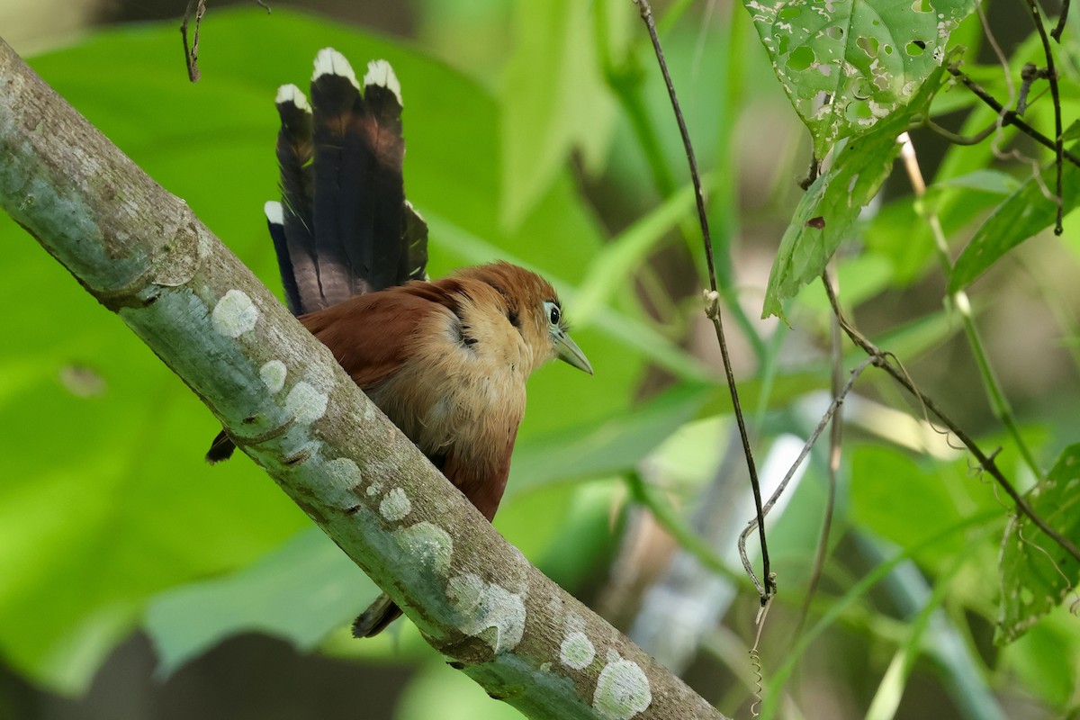 Raffles's Malkoha - ML622112703