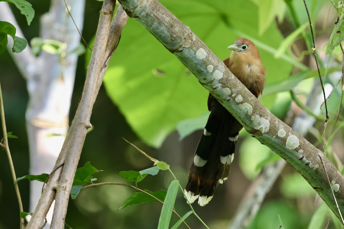 Raffles's Malkoha - ML622112706