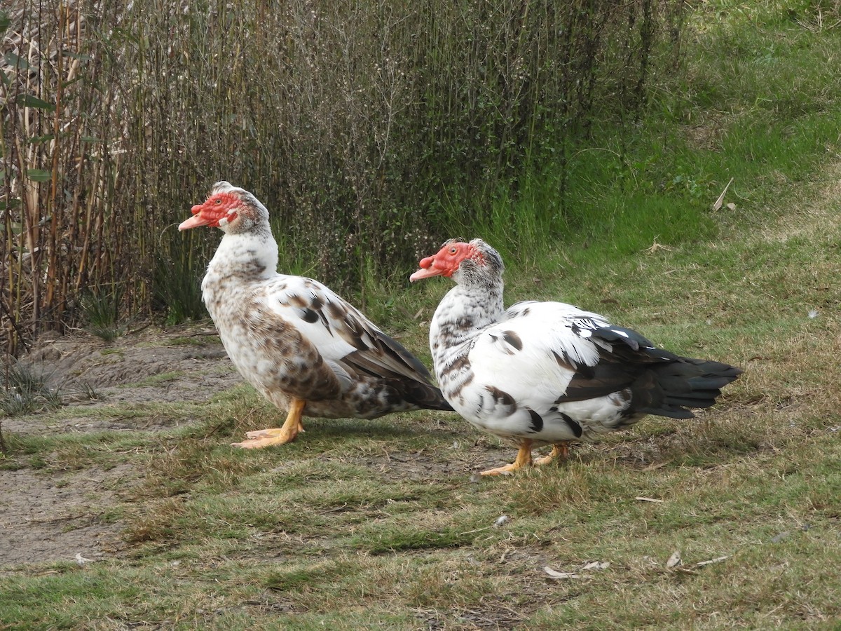 Canard musqué (forme domestique) - ML622112712