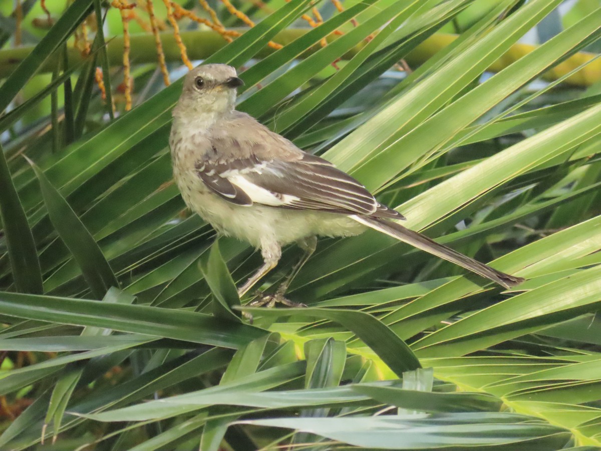 Northern Mockingbird - ML622112718