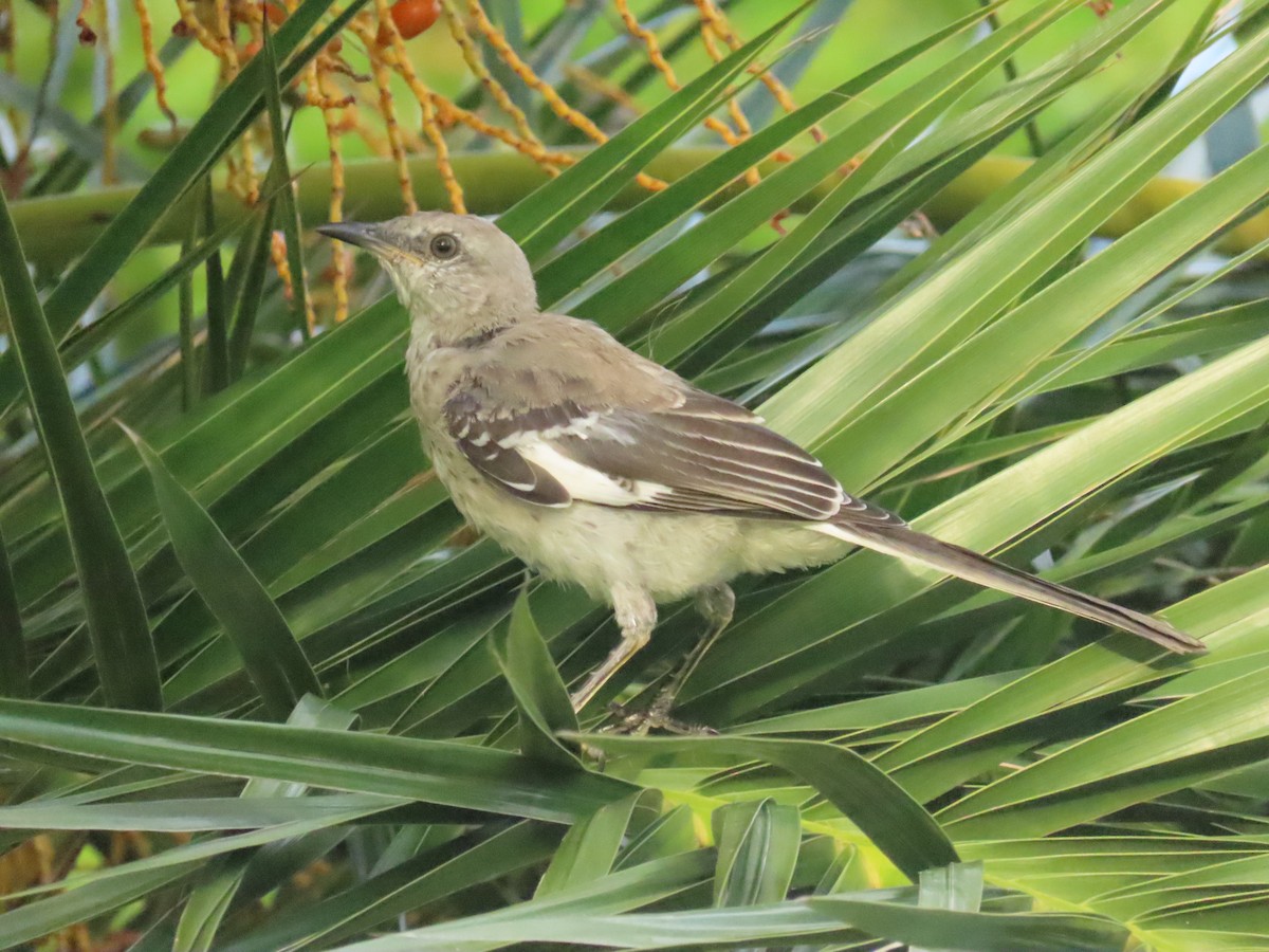 Northern Mockingbird - ML622112719