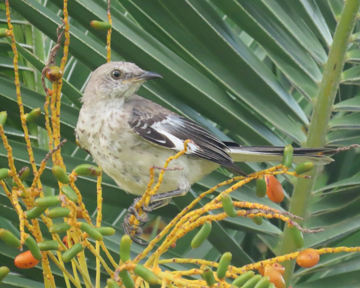 Northern Mockingbird - ML622112720