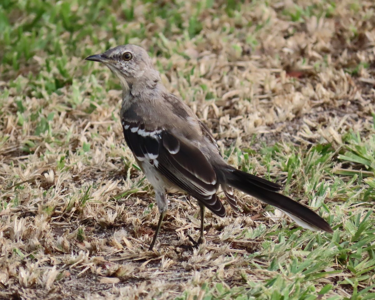 Northern Mockingbird - ML622112721