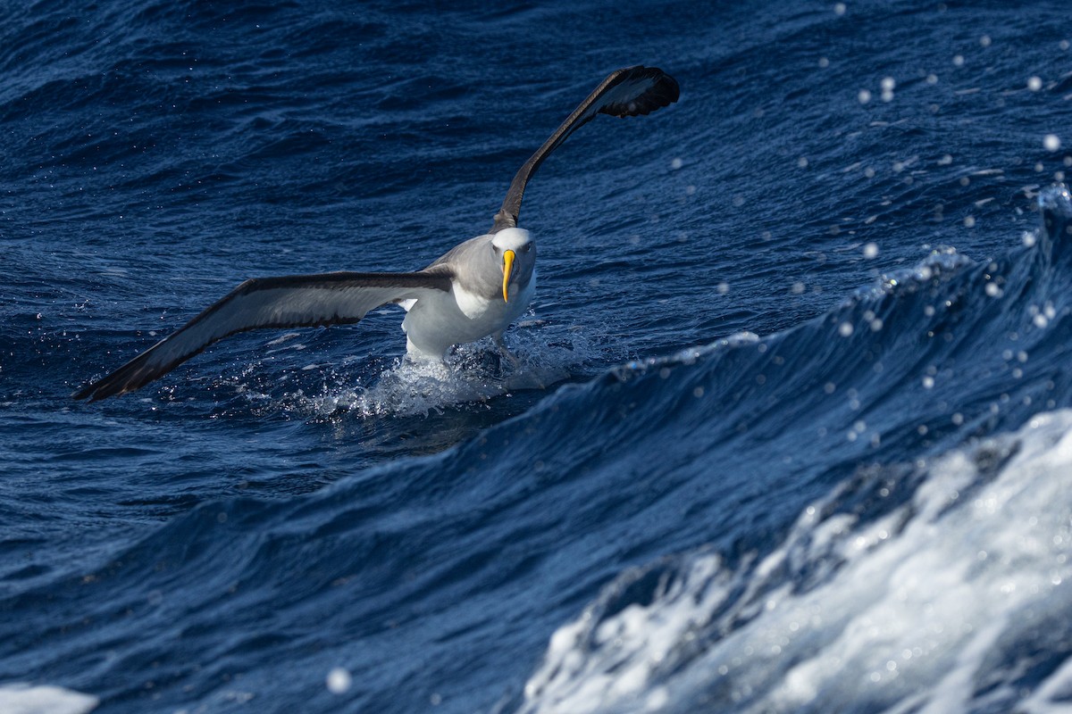 Buller's Albatross - ML622112723