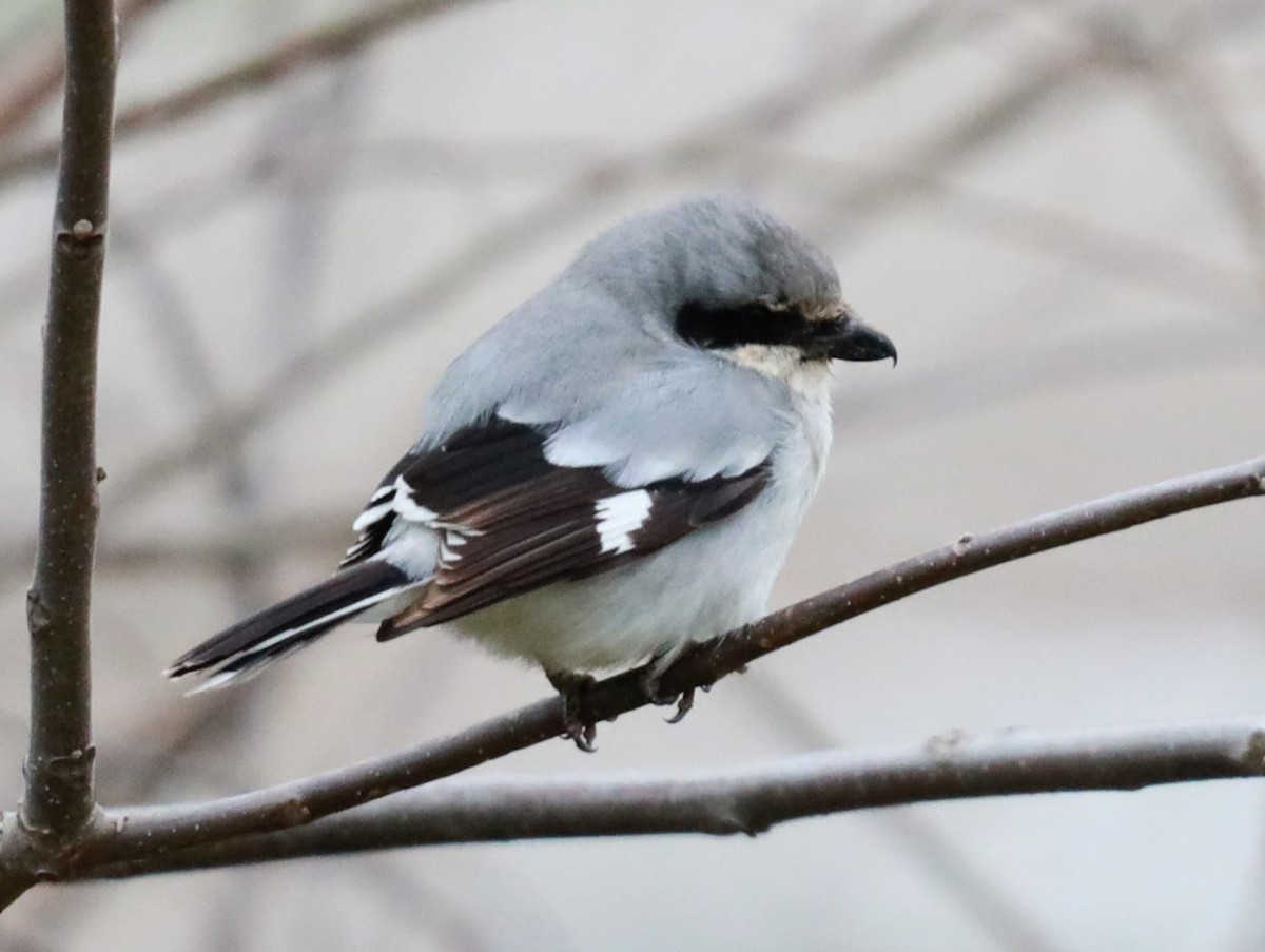 Loggerhead Shrike - ML622112725