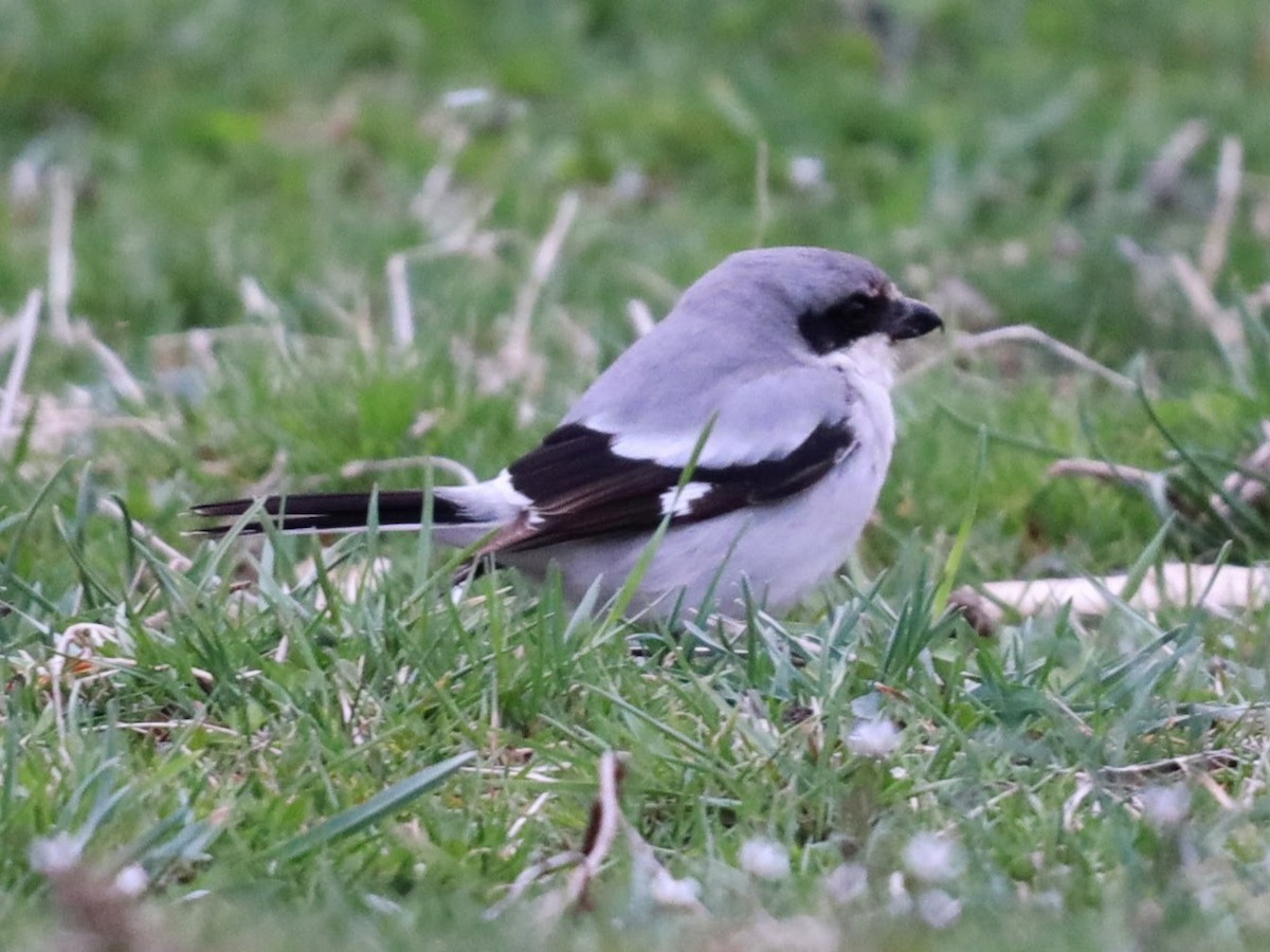 Loggerhead Shrike - ML622112728