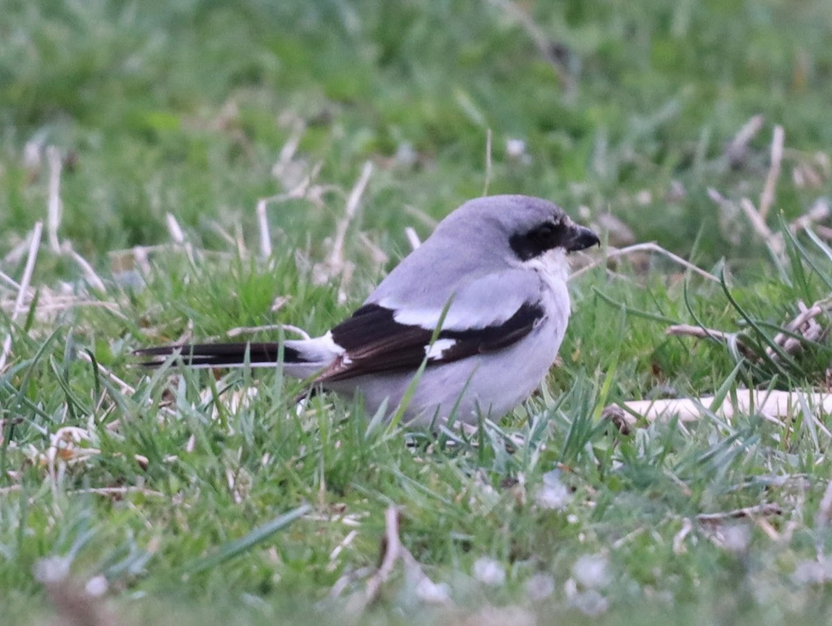 Loggerhead Shrike - ML622112729