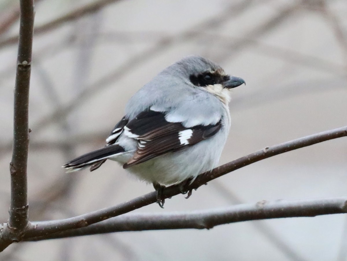 Loggerhead Shrike - ML622112730