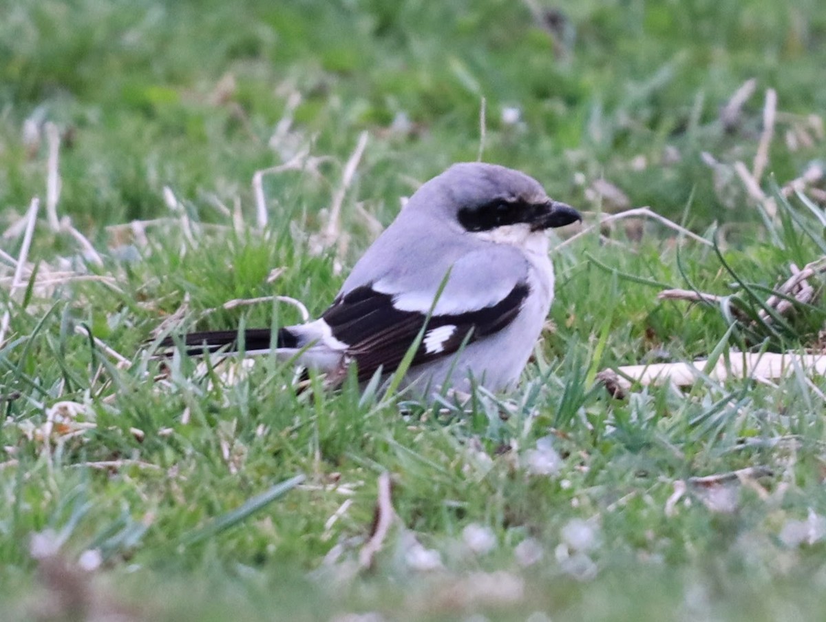 Loggerhead Shrike - ML622112731