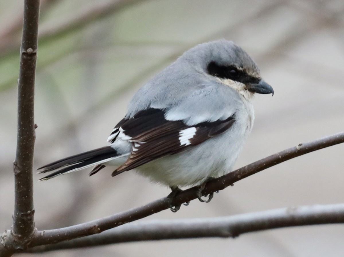 Loggerhead Shrike - ML622112732