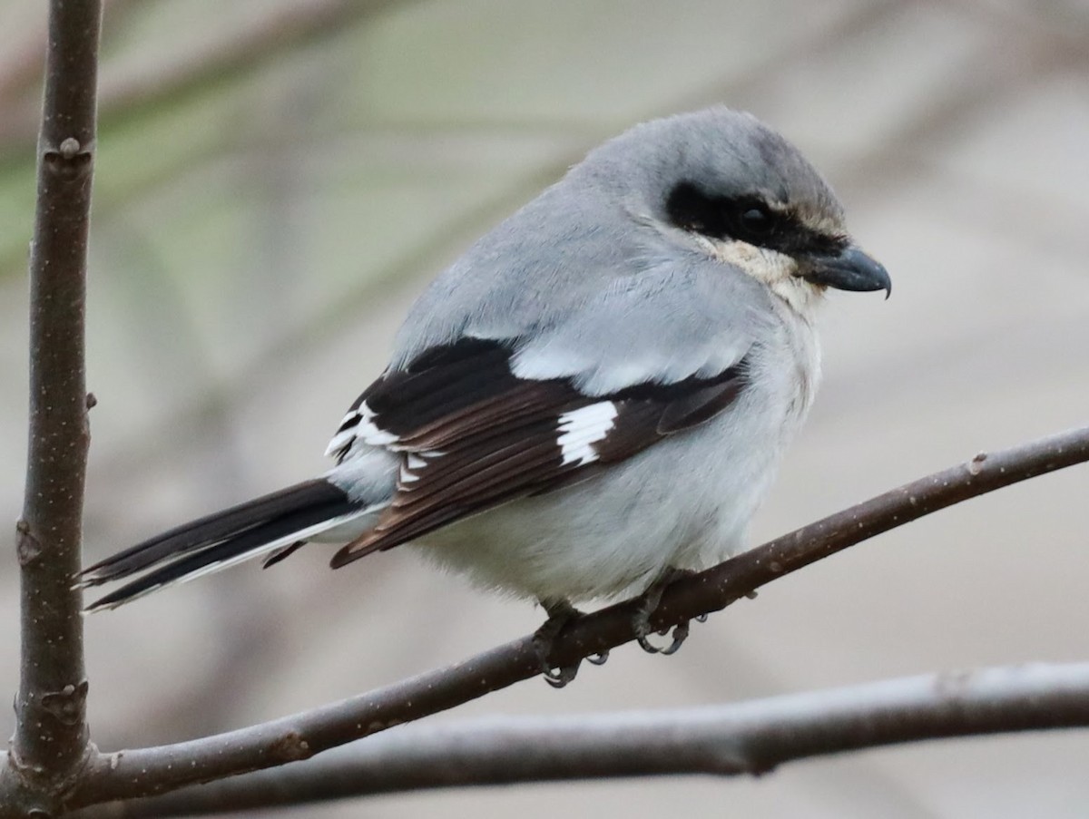 Loggerhead Shrike - ML622112733