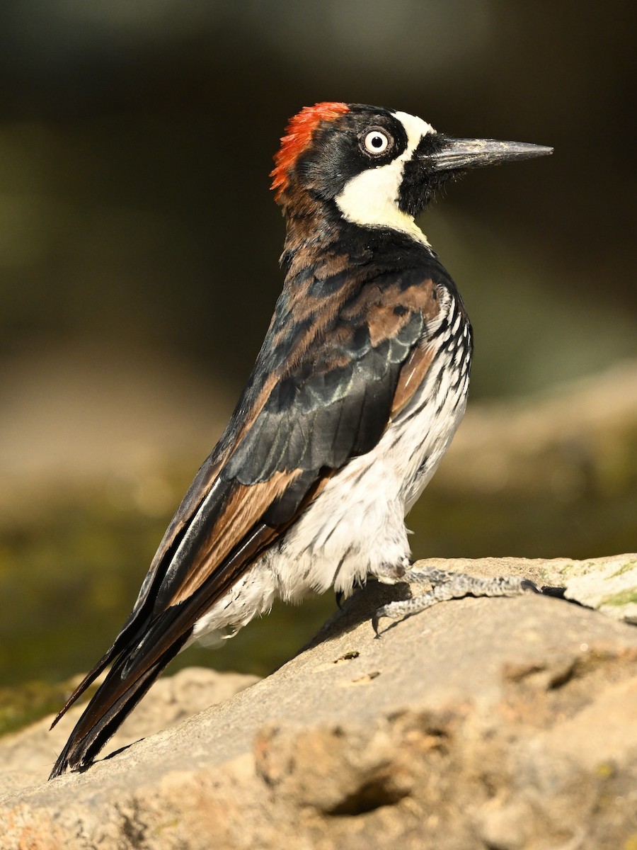 Acorn Woodpecker - ML622112734