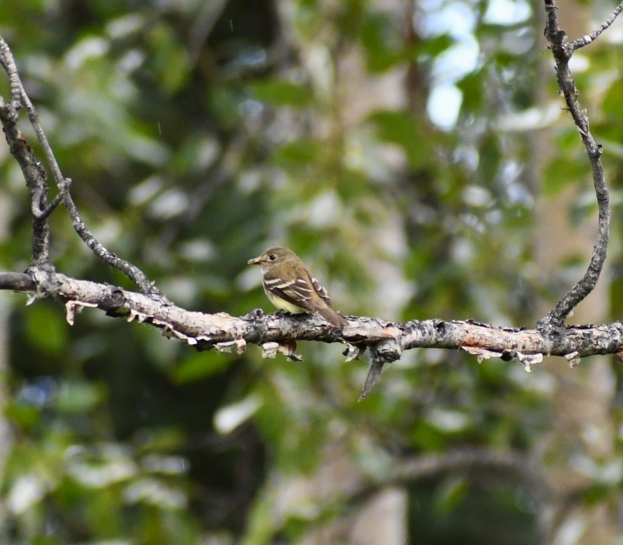 Alder Flycatcher - ML622112736