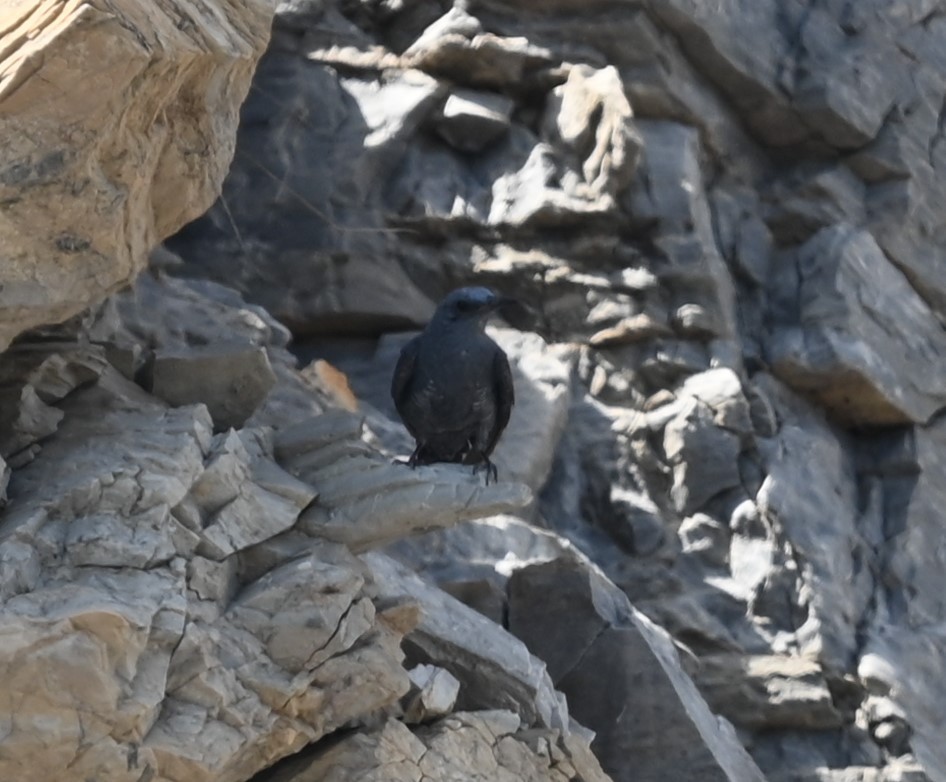 Blue Rock-Thrush - ML622112737