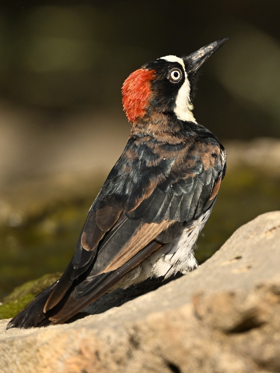 Acorn Woodpecker - ML622112738