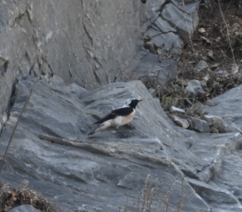 Eastern Black-eared Wheatear - ML622112742