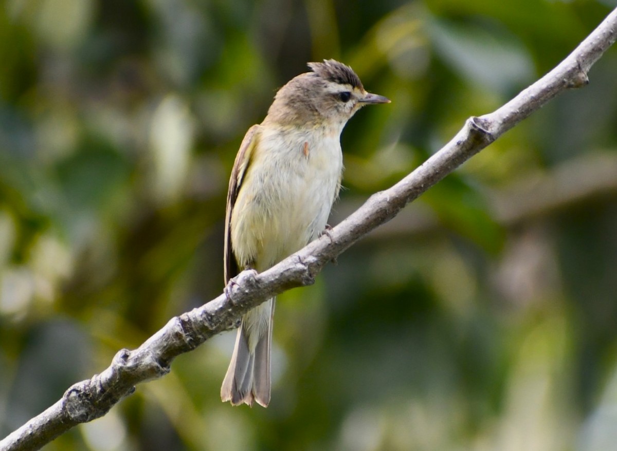 Warbling Vireo - Kim  Selbee