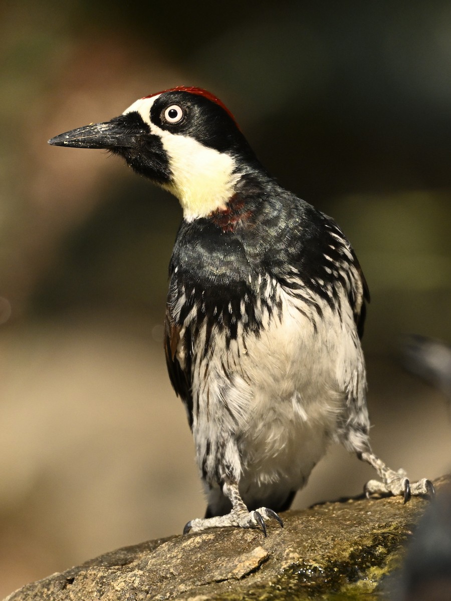 Acorn Woodpecker - ML622112744