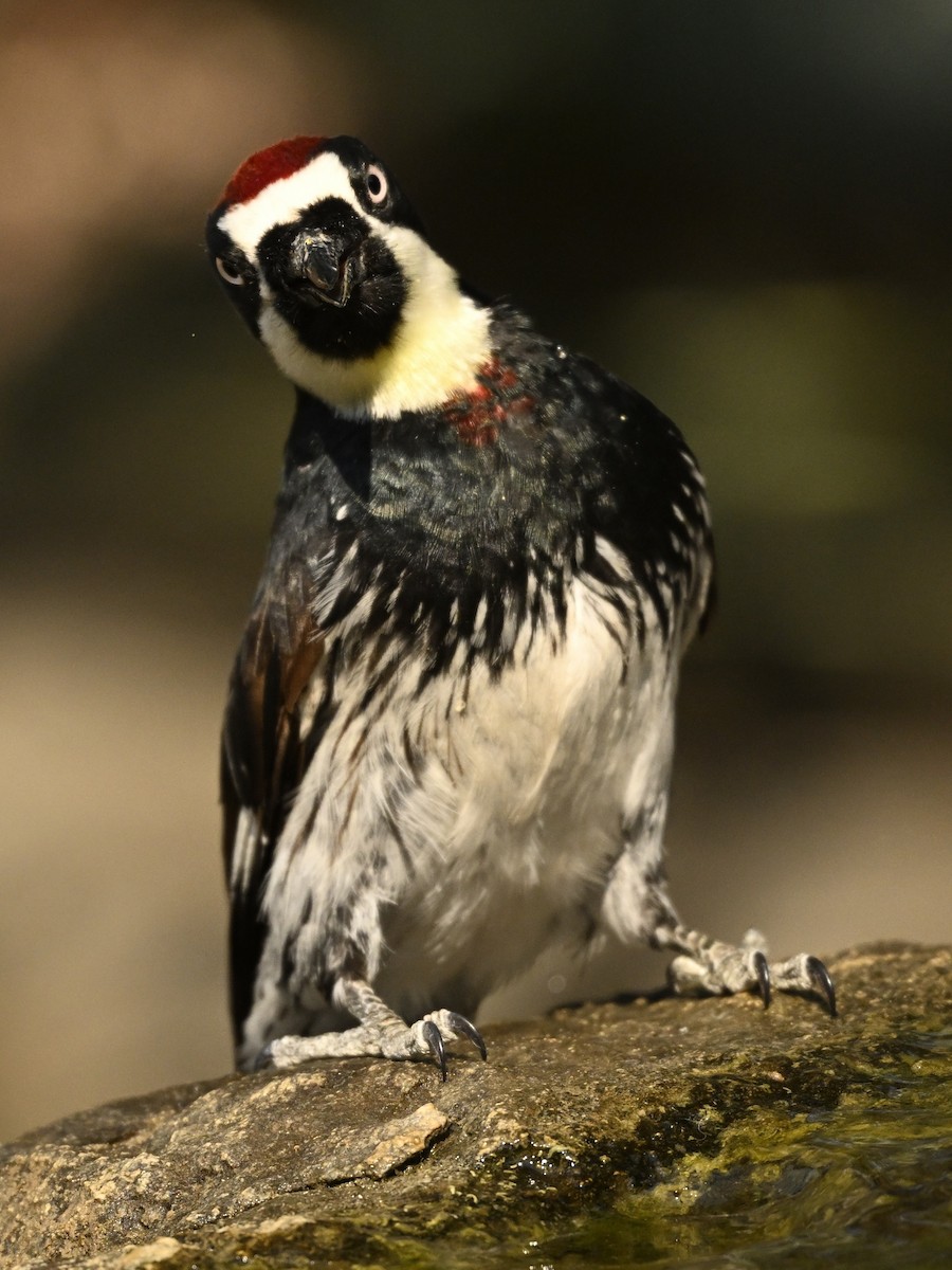 Acorn Woodpecker - ML622112745
