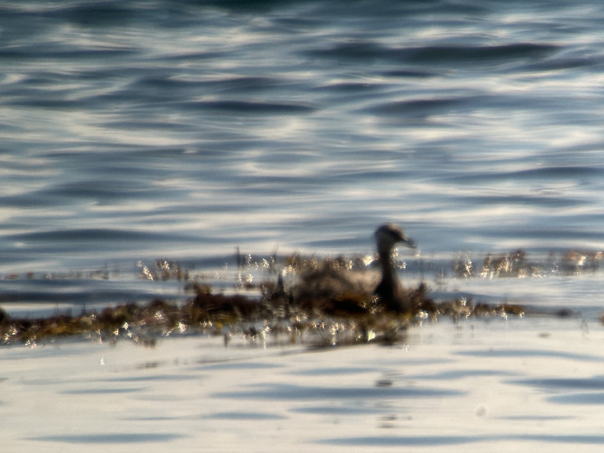 Red-necked Grebe - ML622112746