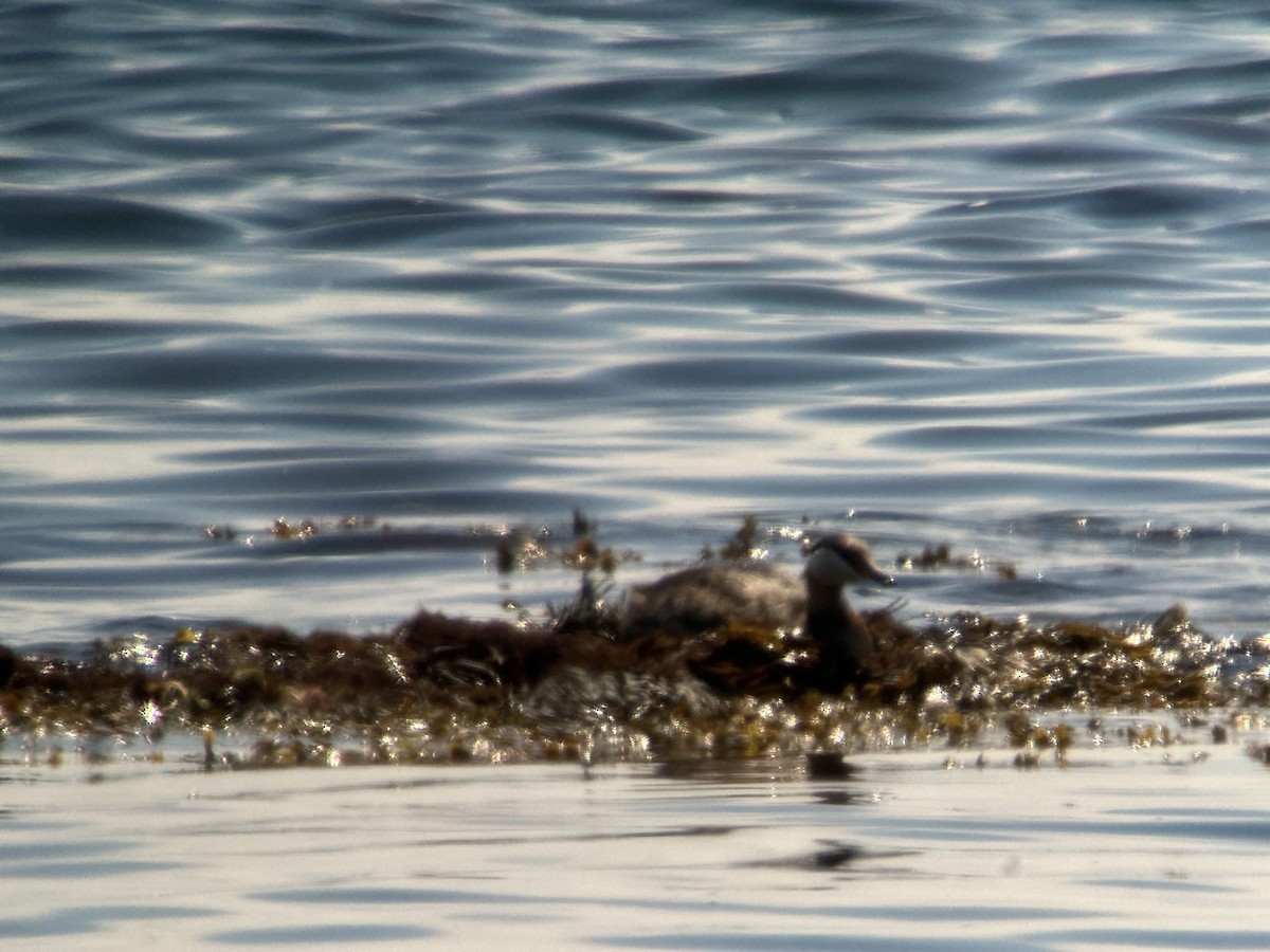 Red-necked Grebe - ML622112747