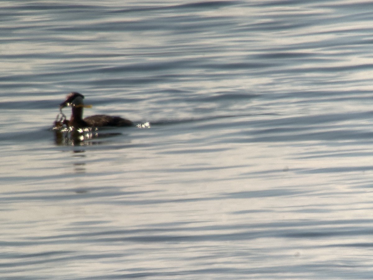 Red-necked Grebe - ML622112748