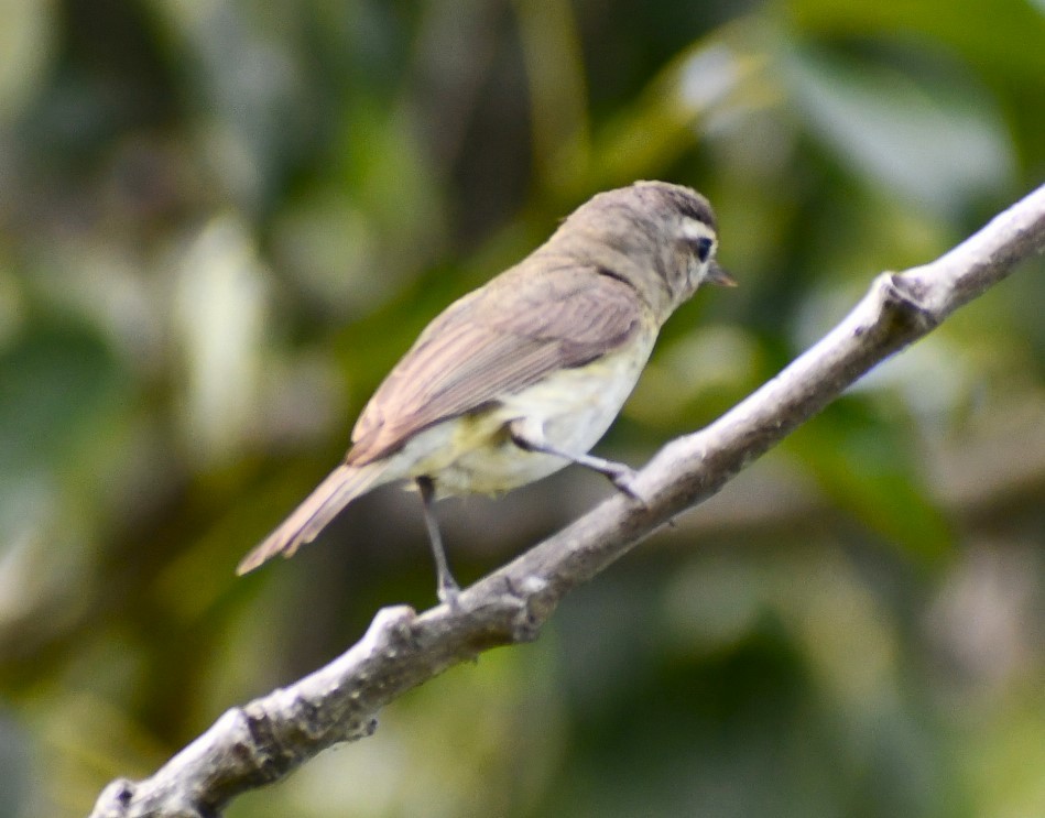 Warbling Vireo - ML622112749