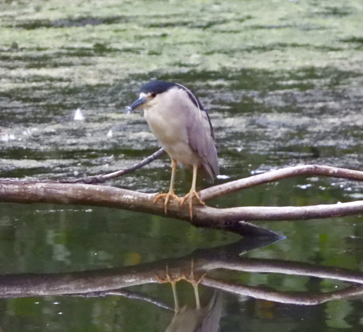 Black-crowned Night Heron - ML622112750