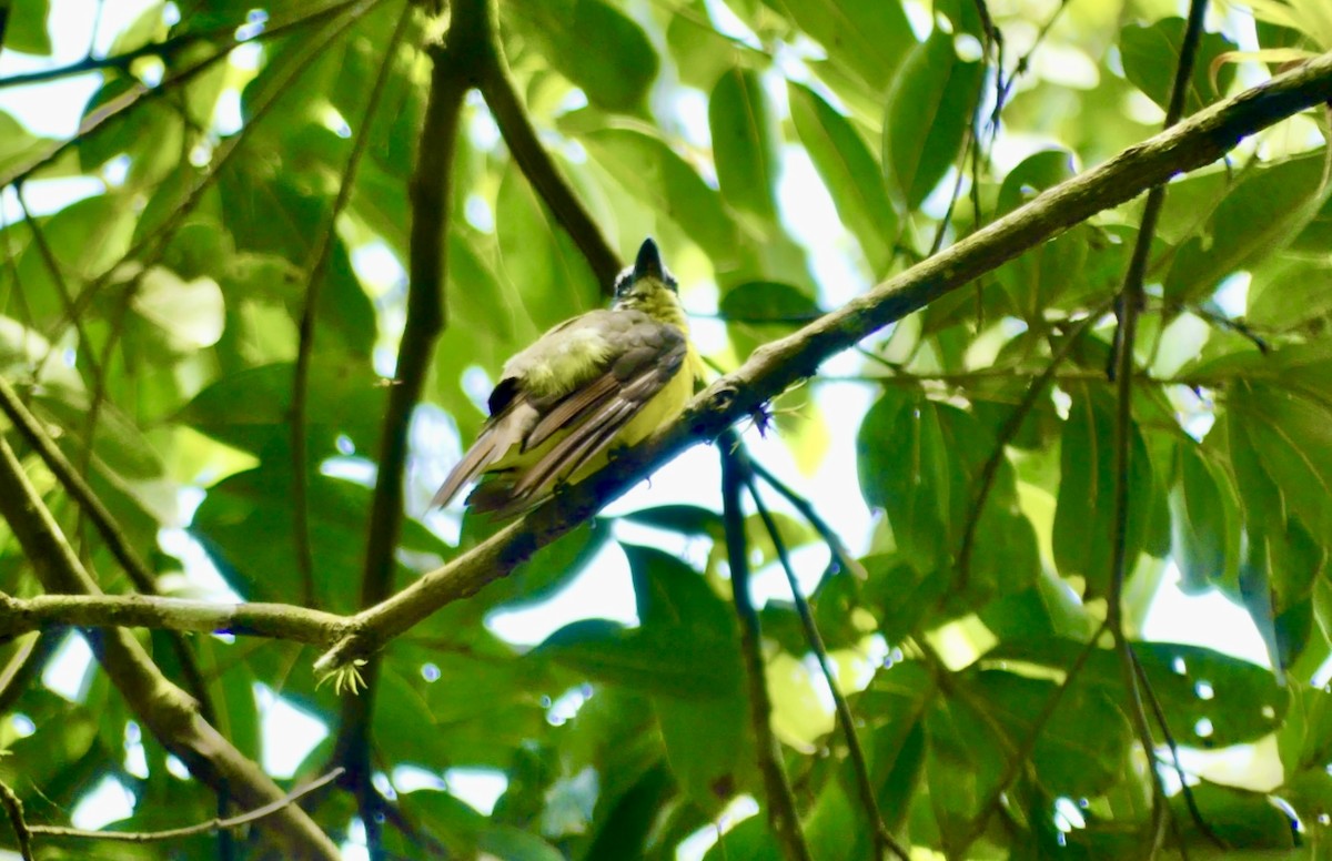 Boat-billed Flycatcher - ML622112751