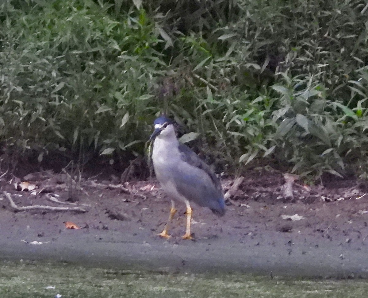 Black-crowned Night Heron - ML622112753