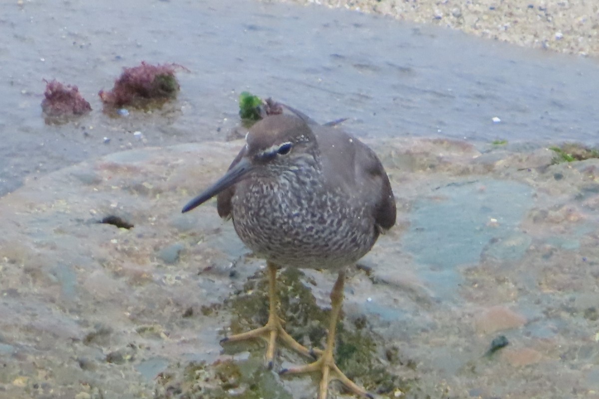 Wandering Tattler - ML622112754