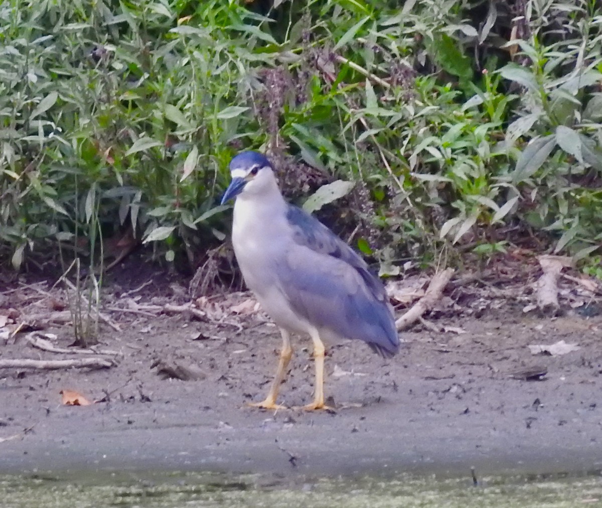 Black-crowned Night Heron - Nui Moreland