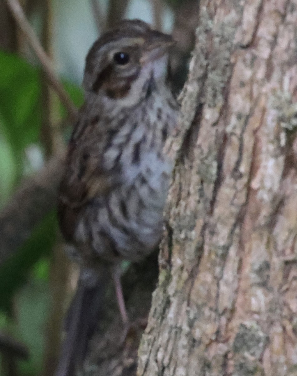 Song Sparrow - ML622112793