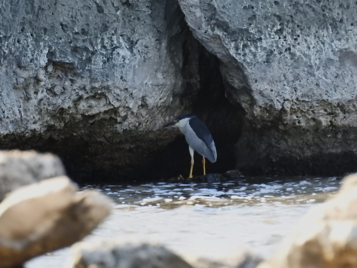 Black-crowned Night Heron - ML622112847