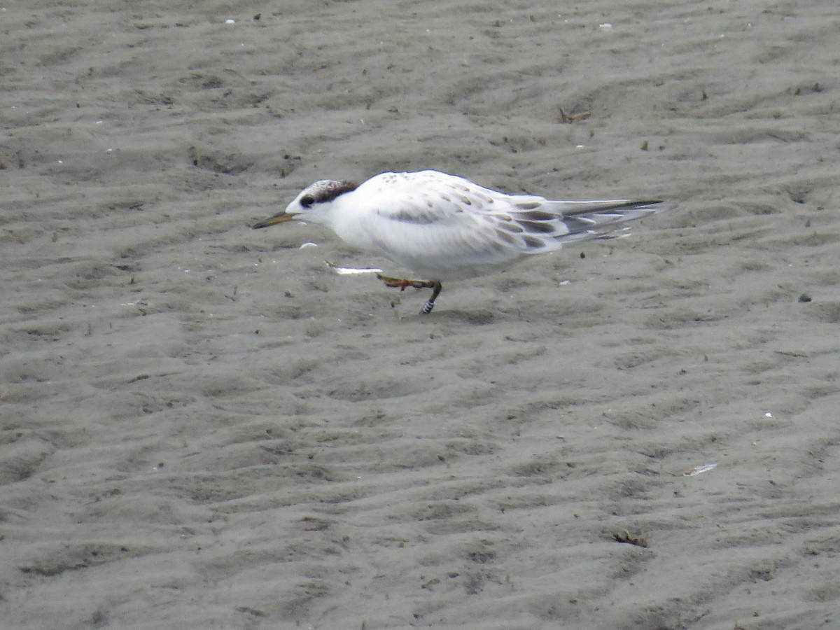 Sandwich Tern - ML622112874