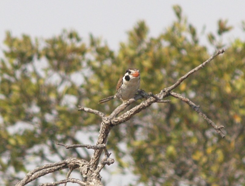 White-eared Puffbird - Jeff Hopkins