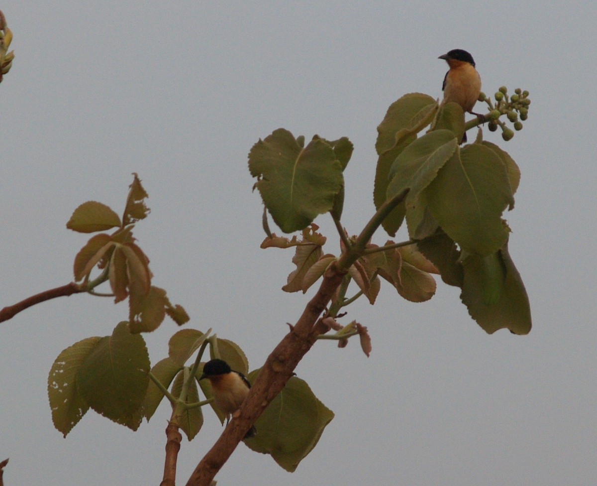 White-rumped Tanager - ML622112906