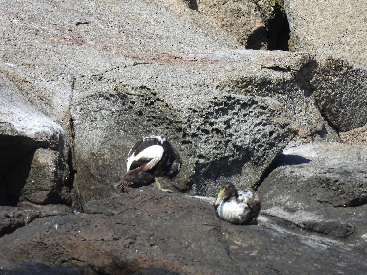 Common Eider - ML622112945