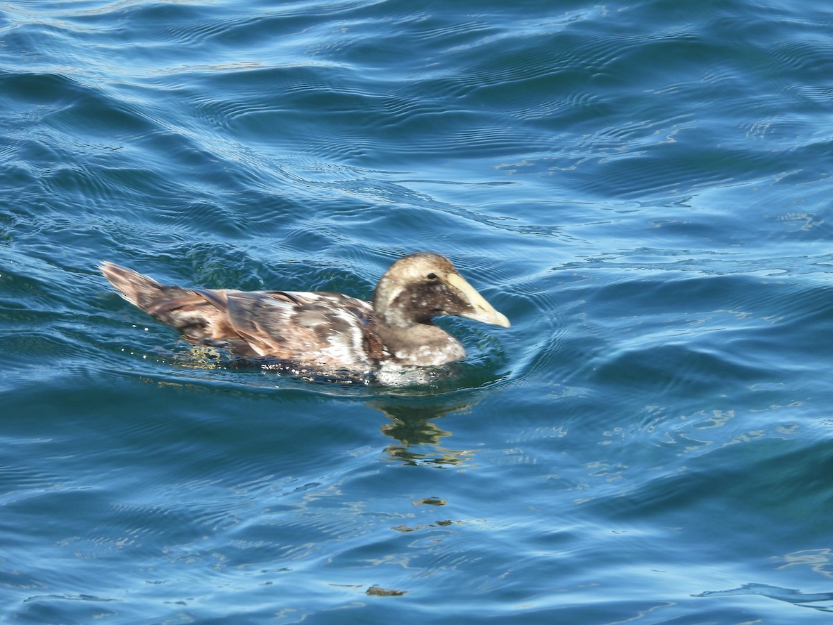 Common Eider - ML622112946