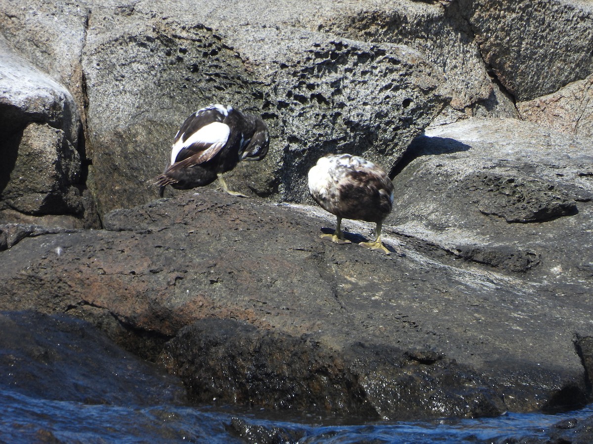 Common Eider - ML622112947