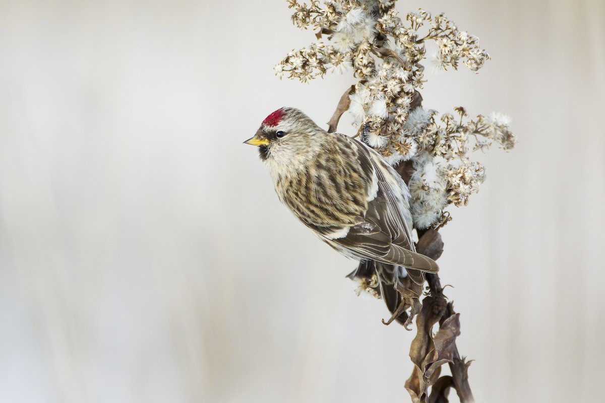 Common Redpoll - ML622112949