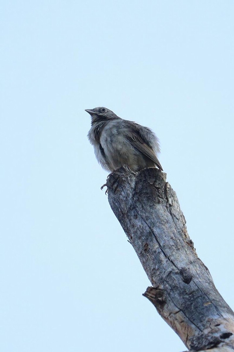 Rufous-crowned Sparrow - ML622112950