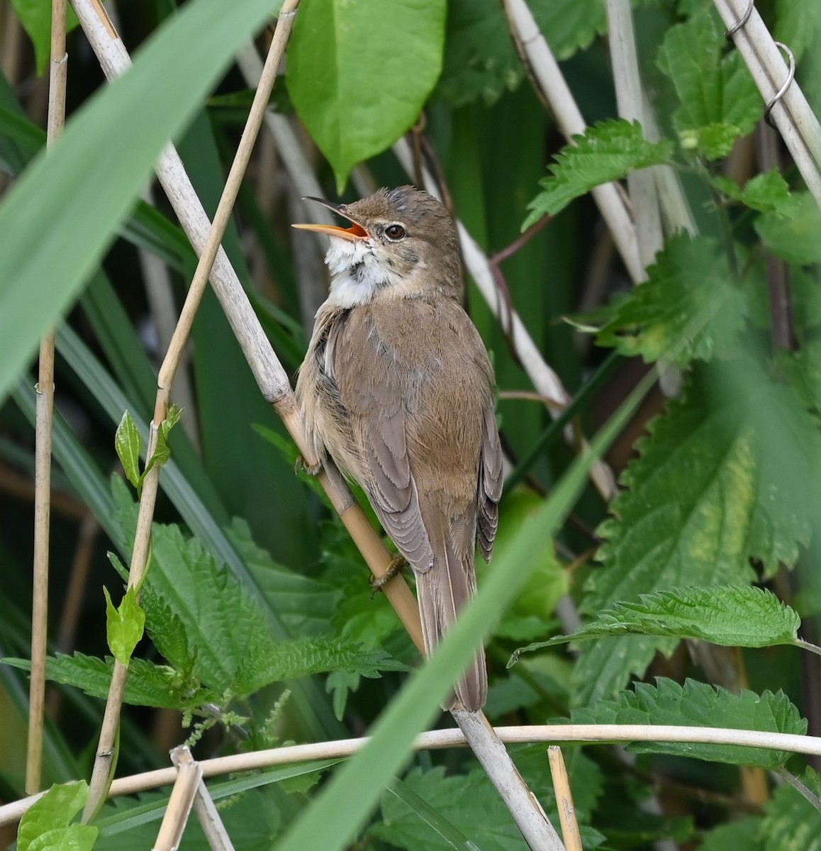 Common Reed Warbler - ML622112951