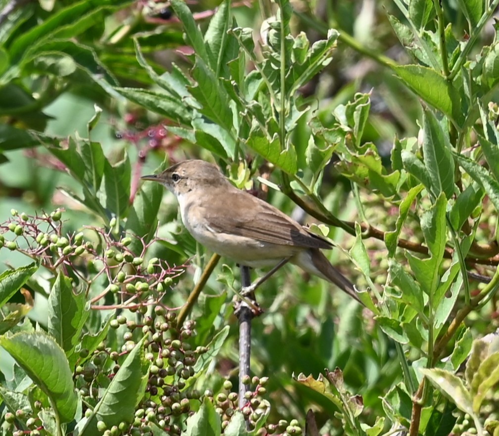 Common Chiffchaff - ML622112953