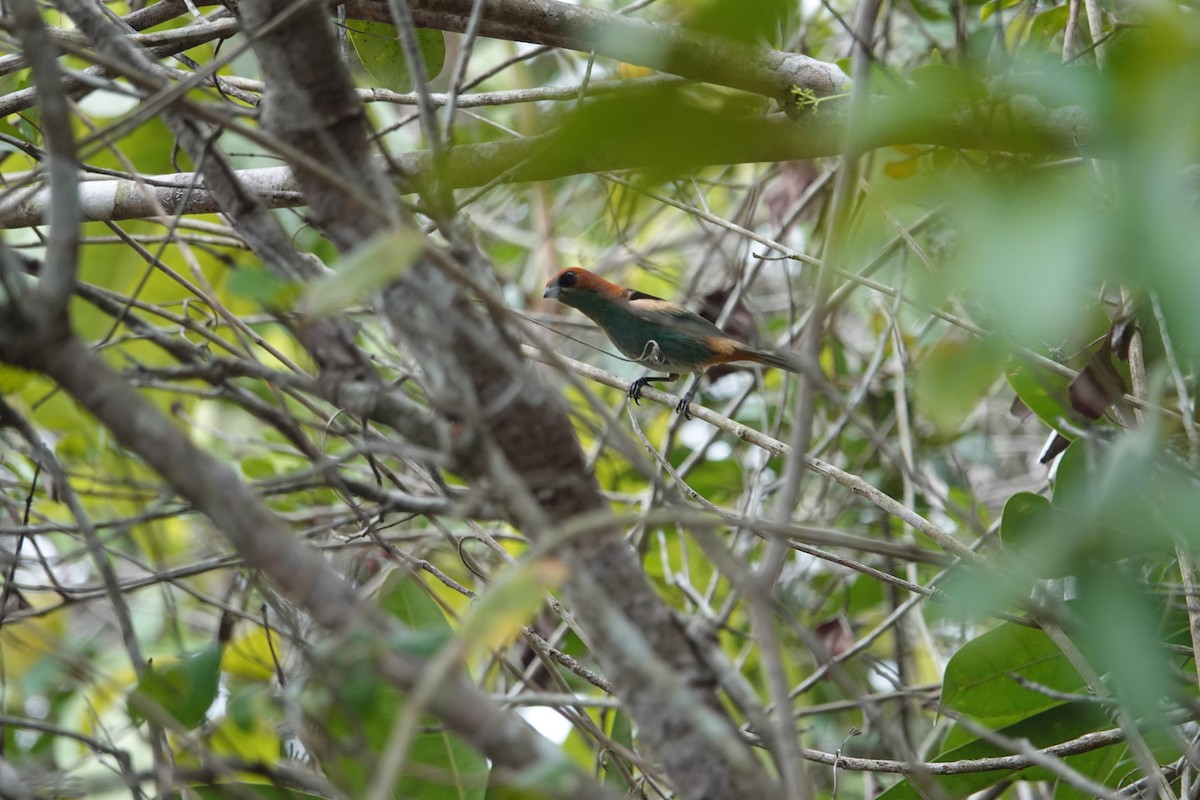 Black-backed Tanager - ML622112955